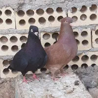 جفت سوسک و سرخ آبادانی (بافق)