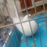 کفتر دم چتری