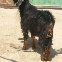 بزغاله نرنژادخوب برای نگهداری