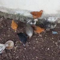 ۹عدد نیمچه مرغ و یک عدد نیمچه خروس