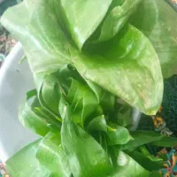 پسل (لوشه)  گیادوخوا