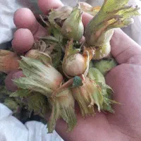 فندق تازه دو پوست گیلان