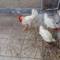 خروس مرغ