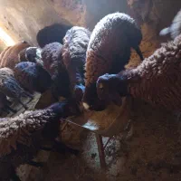 فروش بره نر چاق