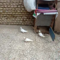 طوقی|پرنده|شوش, |دیوار
