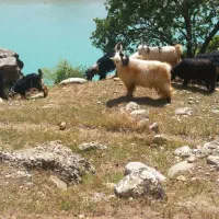 بهده تخمی گلداری پازن جلو گله همچی تمام