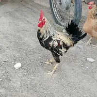 مرغ خرس