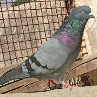 تعدادی کبوتر