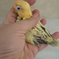 جوجه کوتوله برزیلی سرلاکی