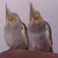 یک جفت عروس هلندی بالغ