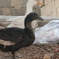 فروش اردک نرو ماده تخم گذار مولد