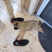 گردالو|سگ|آمل, |دیوار