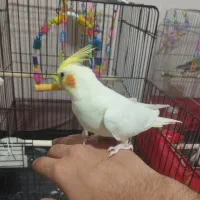 عروس هلندی دستی جفت