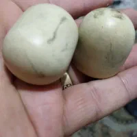 قدیمی