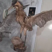 پرنده|پرنده|گرگان, |دیوار