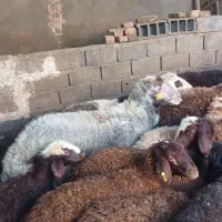 دوتا قوچ تیزرون