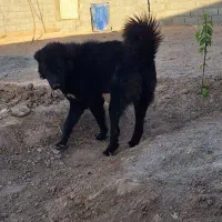 سگ قهدریجانی