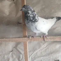 ۴تا کفتر پرشی