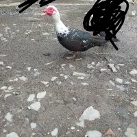اردک نر
