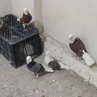 کفتر شازده