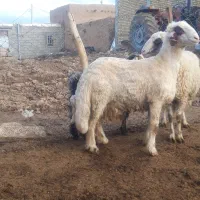 بره کاور سنجابی