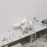 چندتا کفتر به صورت یکجا یا جفتی