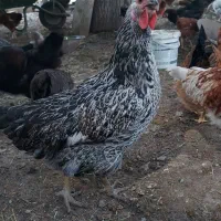 مرغ تخم گذار