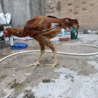 لاری