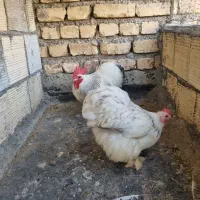 مرغ و خروس