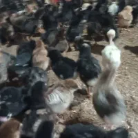 جوجه  انواع رنگ بهترین تخم گذاری مرغ