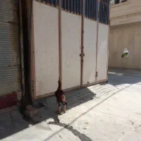 خروس لاری