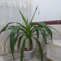 گل سوسن عنکبوتی