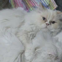 جفتگیری گربه
