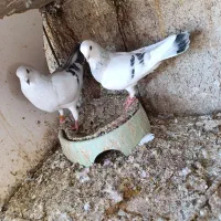 3 جفت شامی جوان