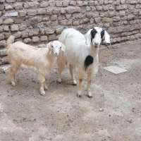 بز بزغاله دار