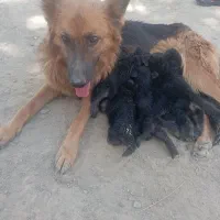 سگ شرژمن