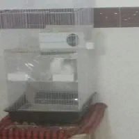 عروس هلندی البینوجفت