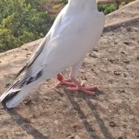 کبوتر