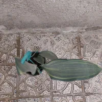 سانسوریا راکتی ماسونیا ابلق
