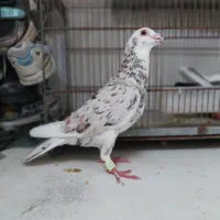 کفتر