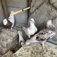 کبوتر ، کفتر