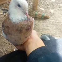 یک عدد  کبوتر طوقی