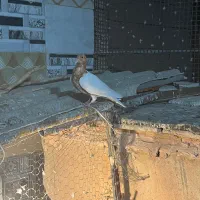 پرنده