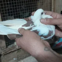 ۲ جفت کبوتر کاکلی پاپر یه جفت کاکلی