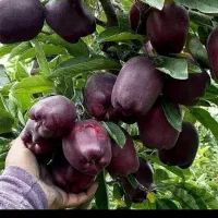 نهال آریا|خدمات باغبانی و درختکاری|تهران, آذربایجان|دیوار