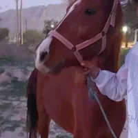 اسب|اسب و تجهیزات اسب‌سواری|امیدیه, |دیوار
