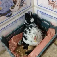 تخم مرغ گلین