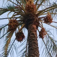 فروش نخل سرکویردان