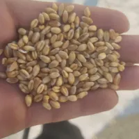 خرید و فروش گندم بذری و پاک شده وجو وکود|کنسول، بازی ویدئویی و آنلاین|همدان, |دیوار