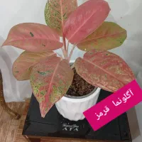 انواع گل طبیعی